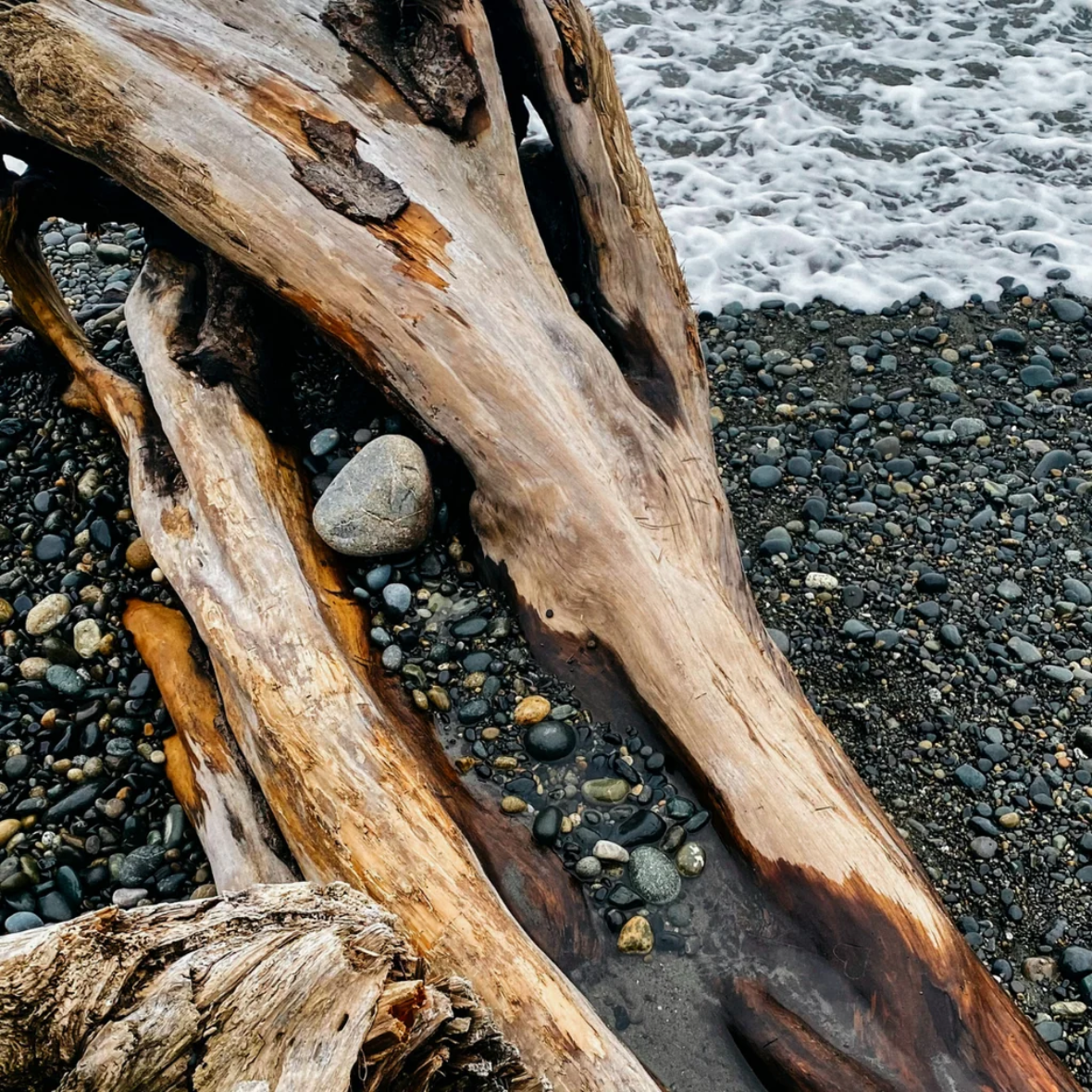 Sea Moss and Driftwood Tealights