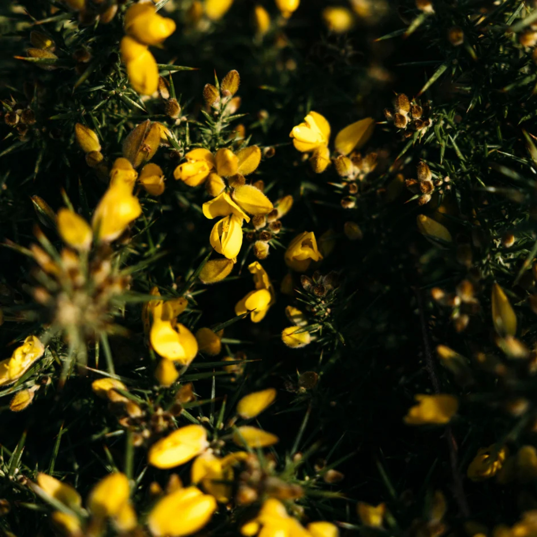 Wild Gorse Tealights