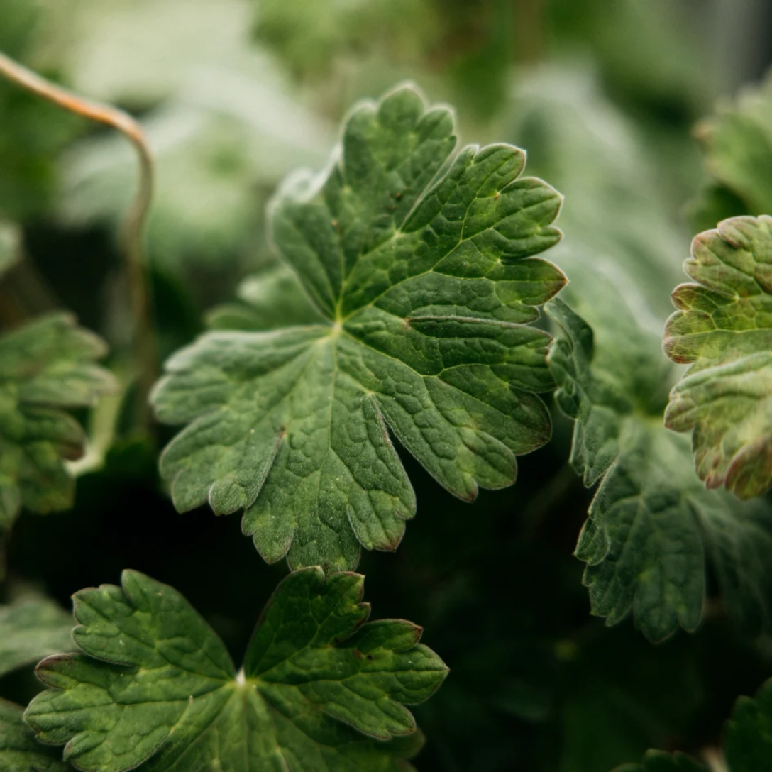 Geranium Leaf Tealights