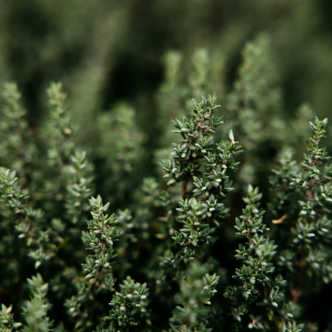Thyme & Mint Tealights