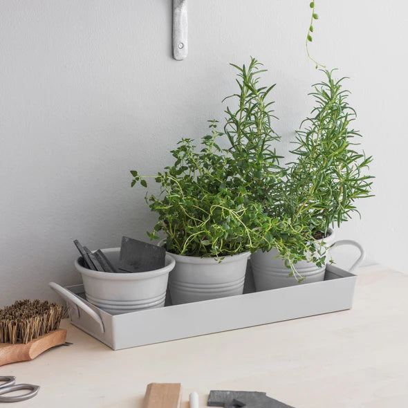 3 Pots on a Tray