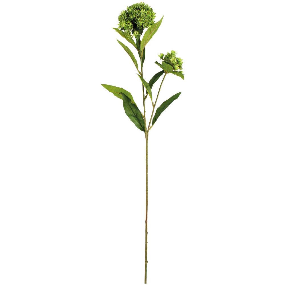 Queen Annes Lace Green