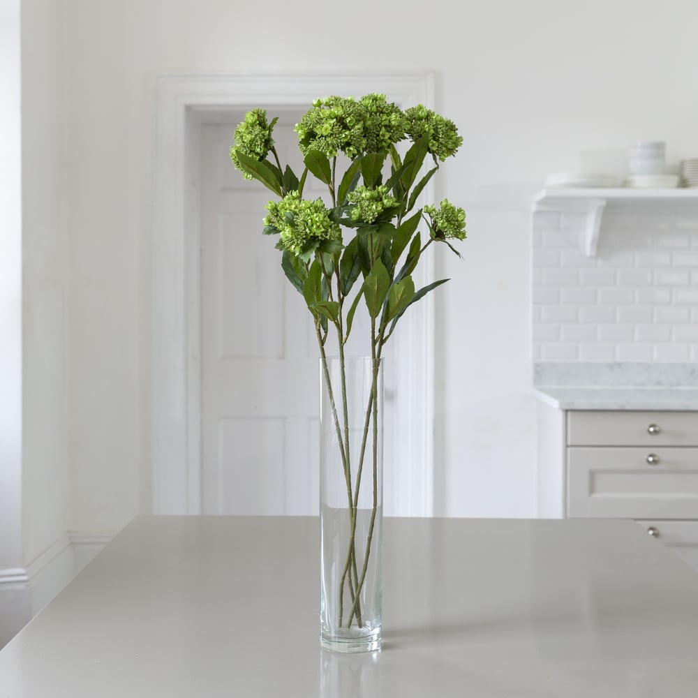 Queen Annes Lace Green