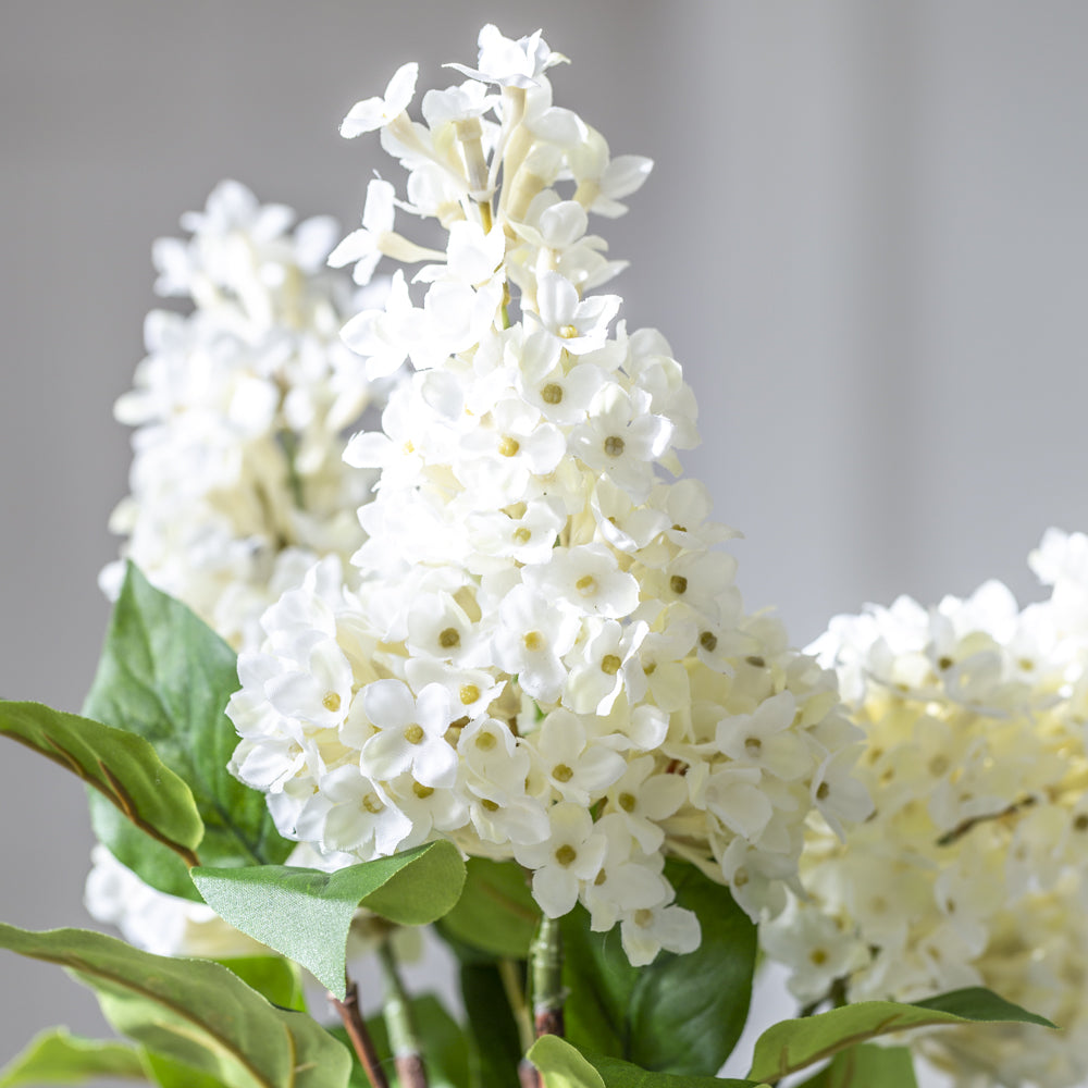 Lilac Stem