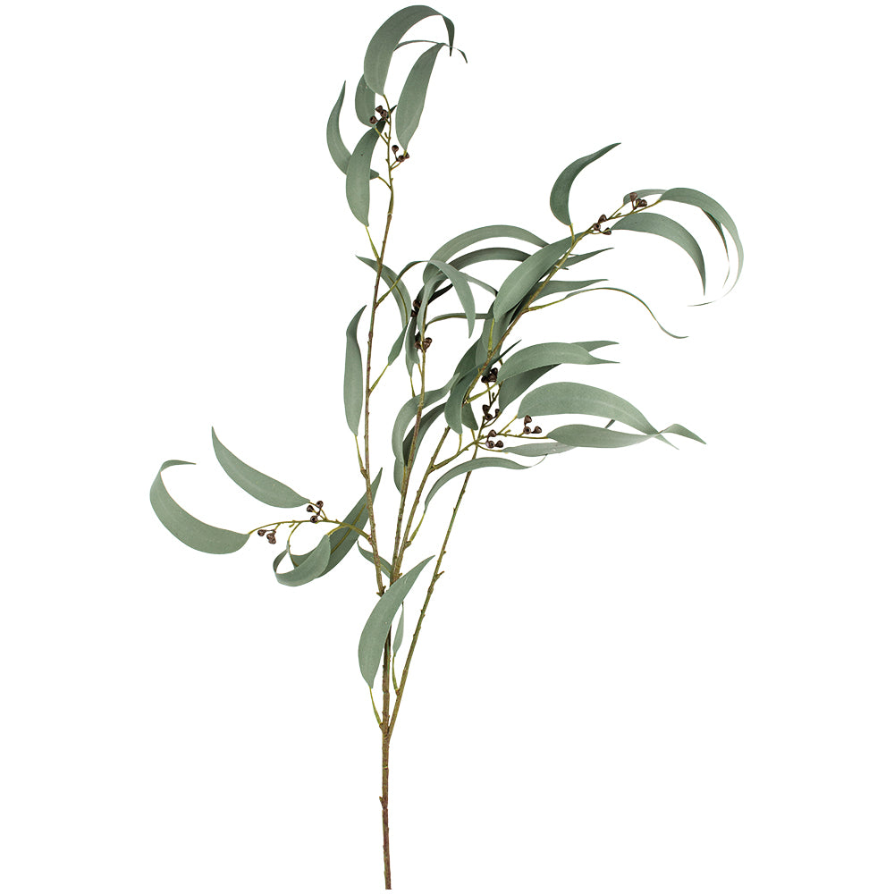 Willow Leaf Eucalyptus