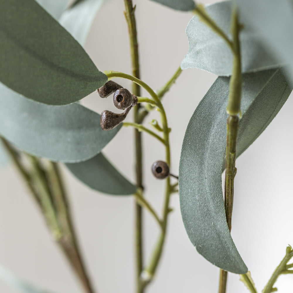 Willow Leaf Eucalyptus