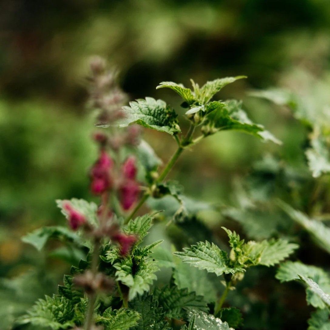 Bergamot and Nettle Tin Candle