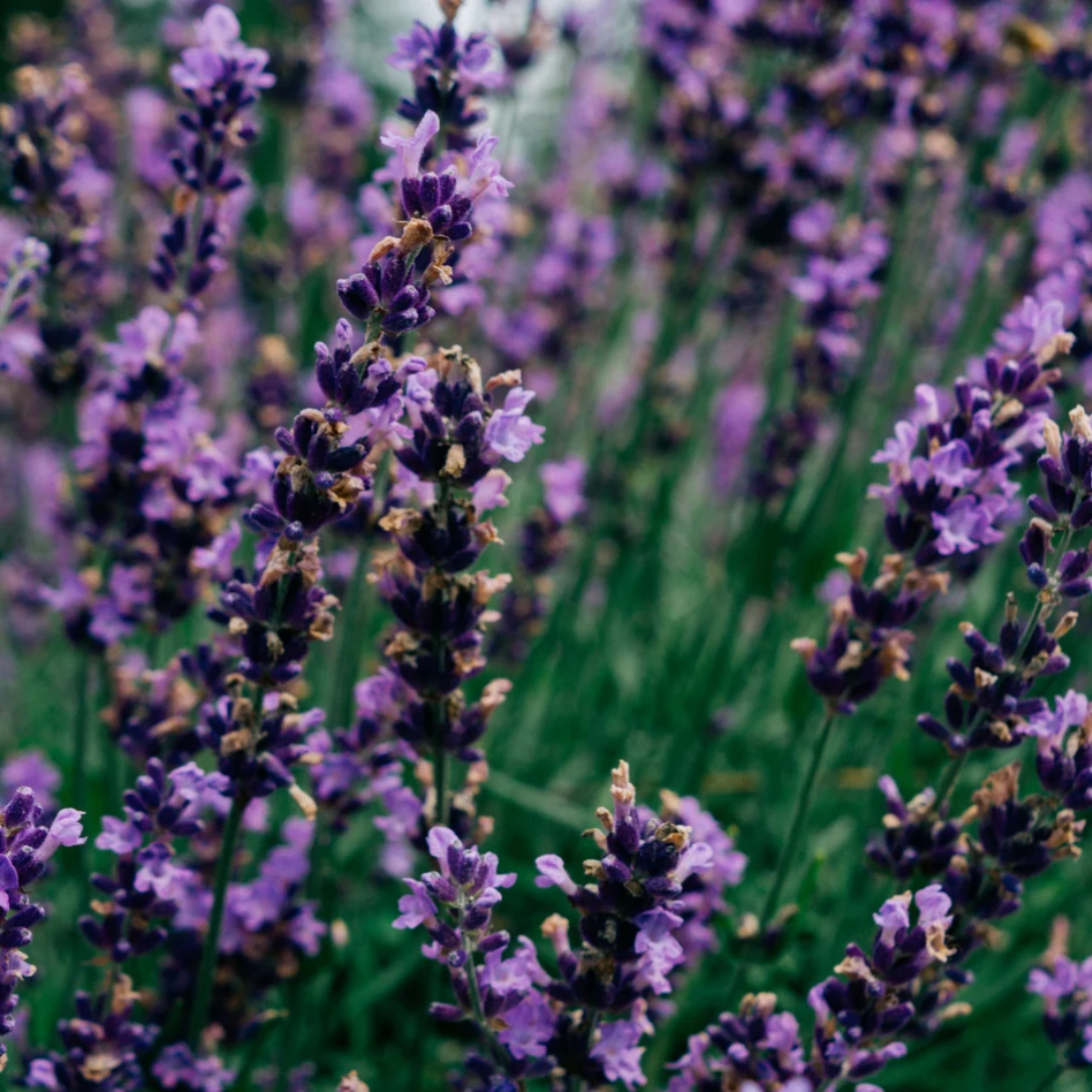 Lavender Fields Tealights