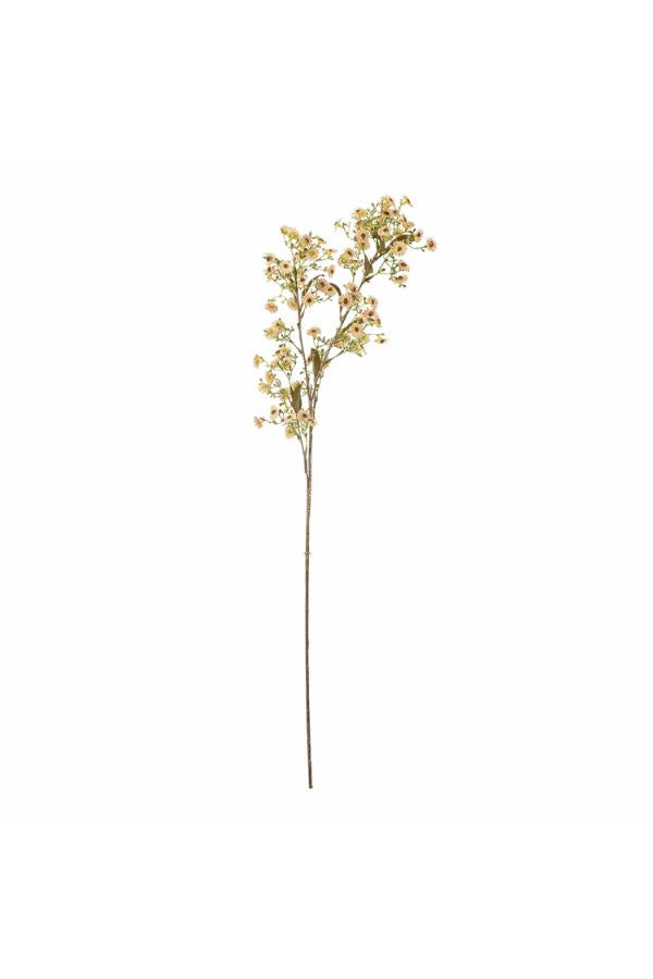 Waxflower Stem