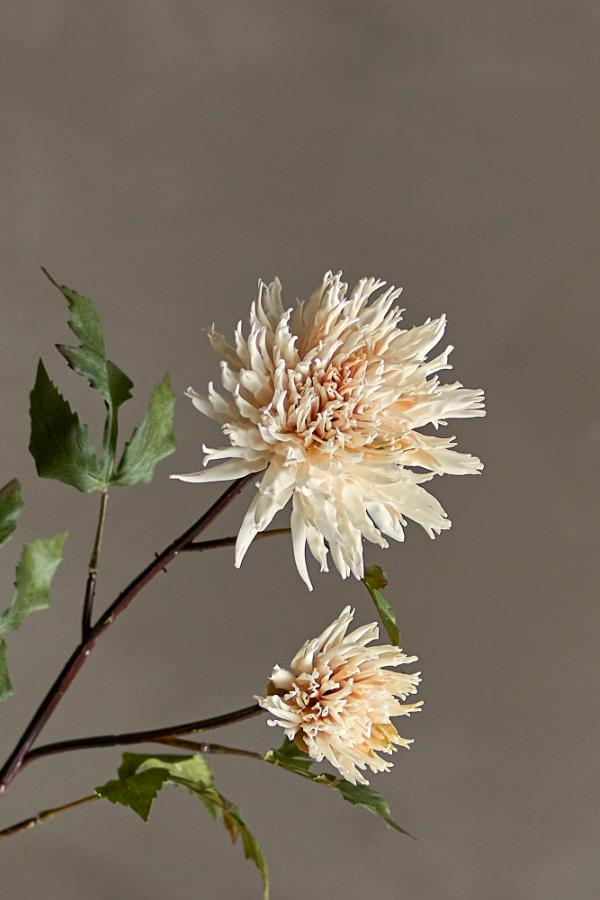 Chrysantemum Stem, Nature