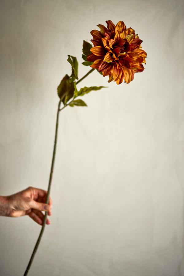Chrysantemum Stem, Orange