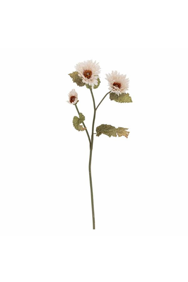 Chrysantemum Stem, White