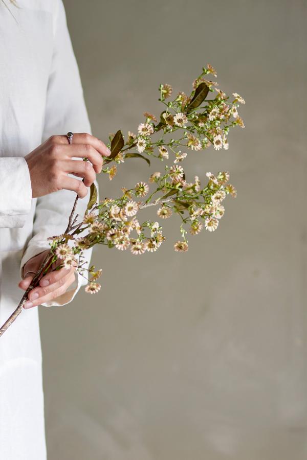 Waxflower Stem