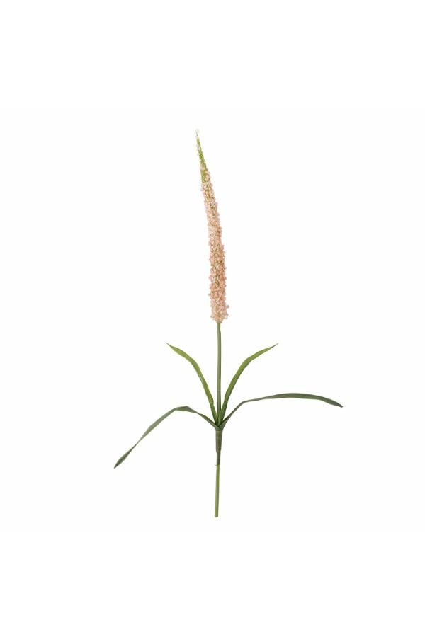 Foxtail Stem, Rose