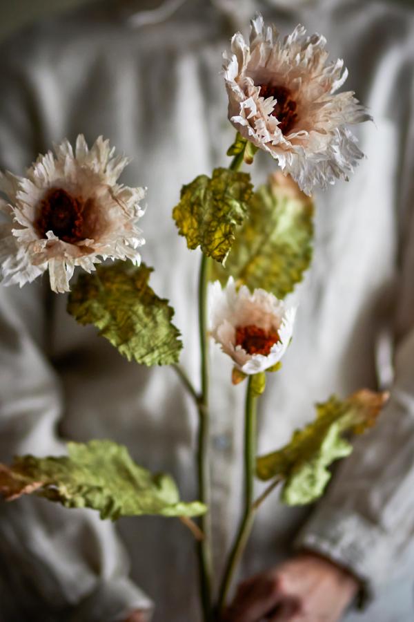 Chrysantemum Stem, White