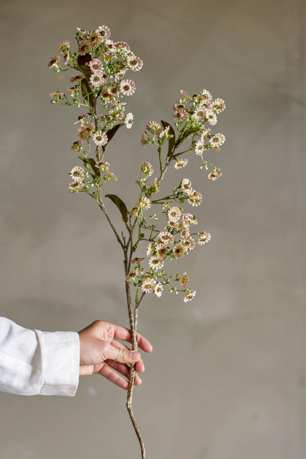 Waxflower Stem