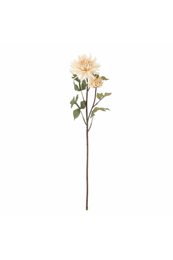 Chrysantemum Stem, Nature