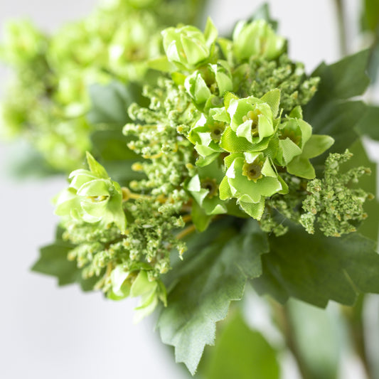 Queen Annes Lace Green